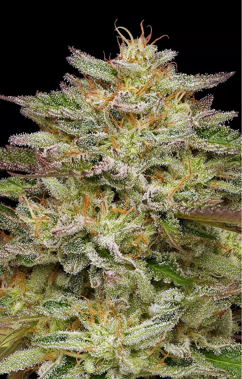 Golden Sands, Фасовка: 3